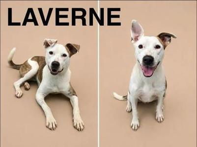 Two photos of a dog named Laverne. In the left photo, she is lying down, and in the right photo, she is sitting up and smiling.