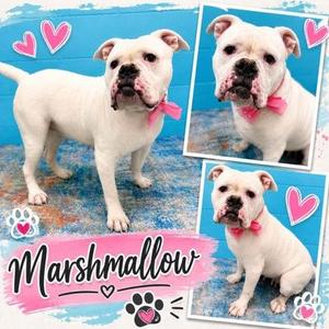 Marshmellow, American Bulldog / Mixed Breed, adult, available for adoption