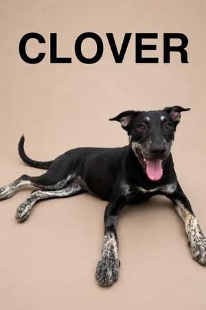 A black and white dog with a pink tongue lying on a beige background, with the word "CLOVER" written above it.