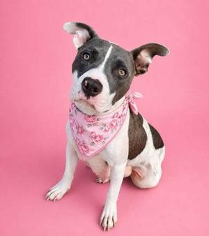 A black and white dog with a pink bandana sitting on a pink background.