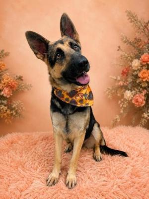 Heidi, Shepherd / Mixed Breed, young, available for adoption
