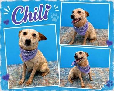 Chili, Fox Terrier / Mixed Breed, young, available for adoption