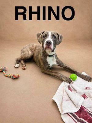 A brindle and white dog lying on a brown background with a green ball and a toy rope nearby. The word "RHINO" is written in black at the top of the image.