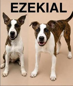 Ezekiel, Pit Bull Terrier / Mixed Breed, puppy, available for adoption