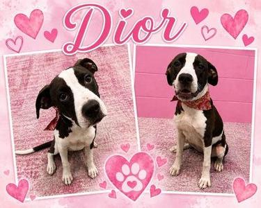 Two black and white dogs sitting on a pink background with hearts and the name "Dior" written in pink cursive letters.