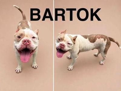 Two images of a dog named Bartok. On the left, Bartok is standing with his tongue out and tail up. On the right, Bartok is standing with his tongue out and tail down. The name "BARTOK" is written in black text above the images.