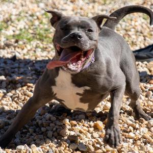Zuri, Pit Bull Terrier, young, available for adoption