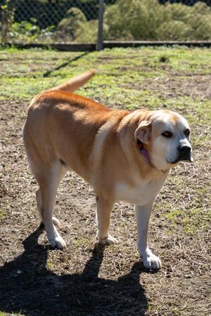 a light brown dog standing on a patch of grass and dirt