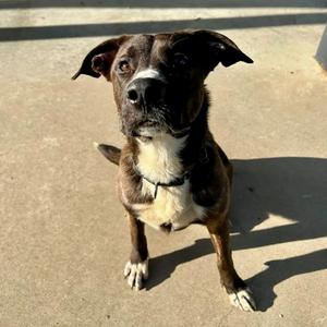 Goose, Belgian Shepherd / Malinois, young, available for adoption