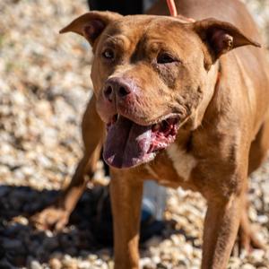 Frankie, American Staffordshire Terrier, young, available for adoption