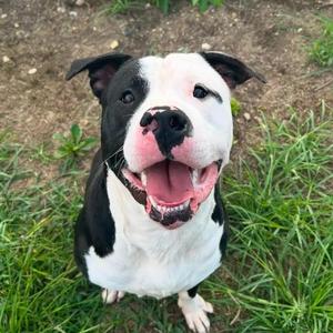 Bolt, American Staffordshire Terrier, young, available for adoption