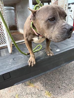 A brown dog with a green leash standing on a black surface.