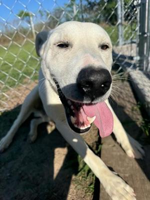 Jesse, Labrador Retriever, young, available for adoption