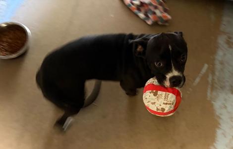 Francine, Boston Terrier / Boxer, puppy, available for adoption