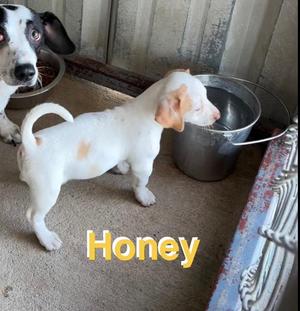 Honey, Chihuahua / Dachshund, puppy, available for adoption