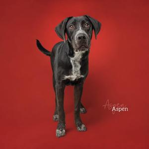 A black and white dog standing on a red background.