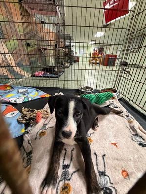 Biscuit, Pit Bull Terrier, puppy, available for adoption