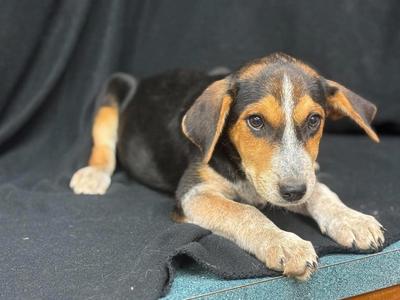 Julian, Hound / Australian Cattle Dog / Blue Heeler, puppy, available for adoption