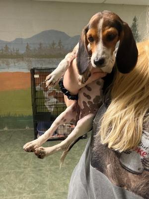 Coco Chanel, Beagle, puppy, available for adoption