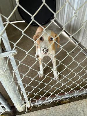 Billy, Labrador Retriever, puppy, available for adoption