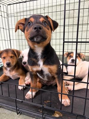 Beans, Shepherd, puppy, available for adoption