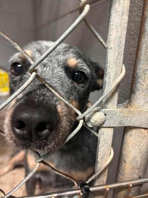 Jewel, Australian Cattle Dog / Blue Heeler, adult, available for adoption