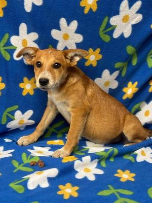 Clara, Hound / Australian Cattle Dog / Blue Heeler, puppy, available for adoption