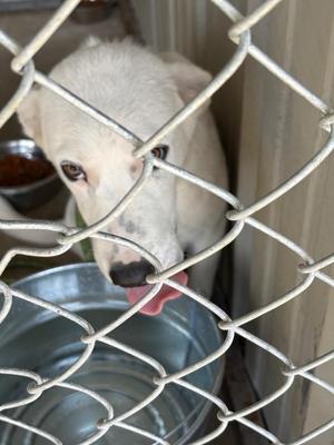 Coachella, Collie, puppy, available for adoption