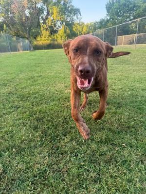 A brown dog running on a grassy field with a fence in the background.