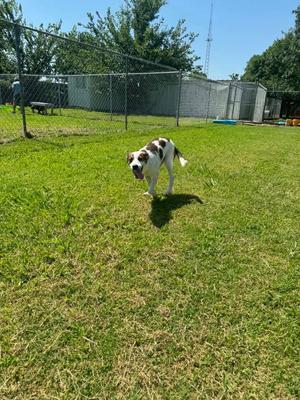 Bellamia, Terrier / Hound, puppy, available for adoption