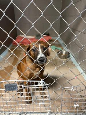 Bree, Boxer / Plott Hound, puppy, available for adoption
