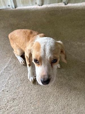 A small brown and white puppy standing on a concrete floor, looking up with big eyes.