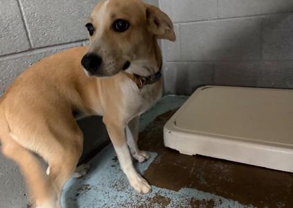 Buffy, Beagle / Terrier, puppy, available for adoption