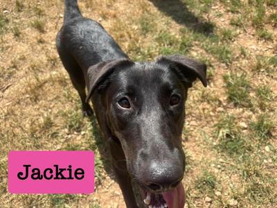 Jackie, Collie / Labrador Retriever, young, available for adoption