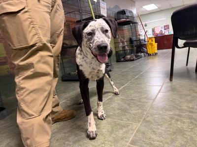 Fern, Hound / Australian Cattle Dog / Blue Heeler, puppy, available for adoption