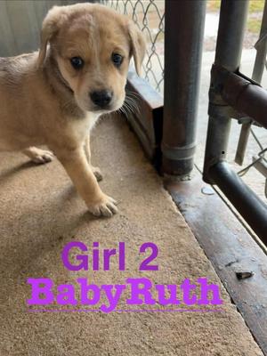 BabyRuth, Anatolian Shepherd / Shepherd, puppy, available for adoption