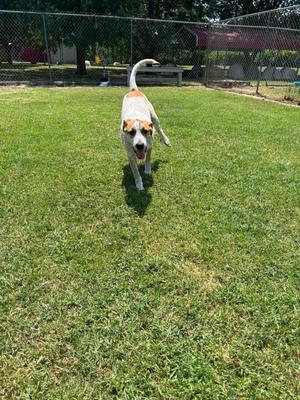 A dog running on a grassy field