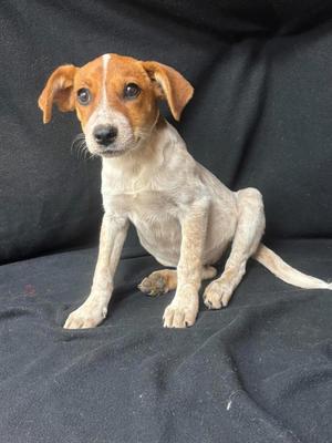 Hazel, Hound / Australian Cattle Dog / Blue Heeler, puppy, available for adoption