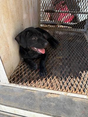 Dumpling, Labrador Retriever, puppy, available for adoption