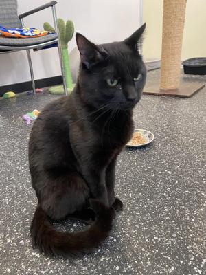 Lovebomb and Meowtek Industries, young, available for adoption