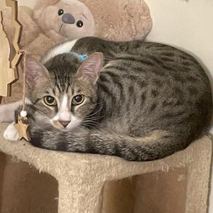 Ralf, kitten, available for adoption