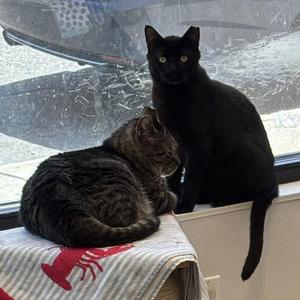 Buzz & Dr. Langdon, adult, available for adoption