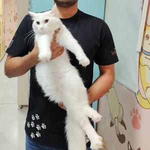 Coconut & Cherry, kitten, available for adoption