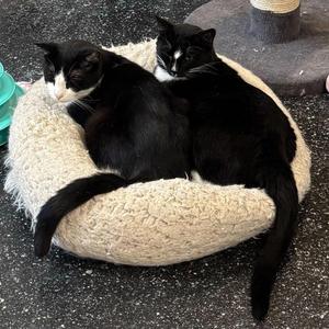 Pilgrim & Clawd, young, available for adoption
