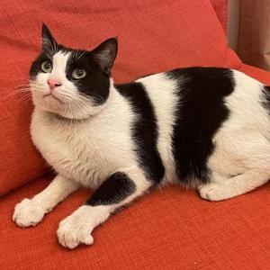 Robert, adult, available for adoption