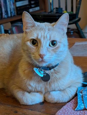 Ozzie, young, available for adoption