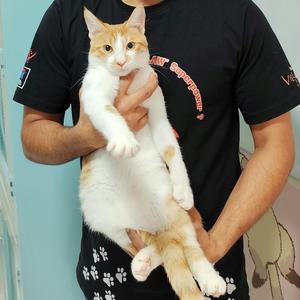 Quincy & Butternut, kitten, available for adoption
