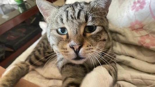 Caesar, young, available for adoption