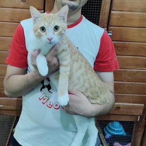 Hermes & O'Mally, young, available for adoption