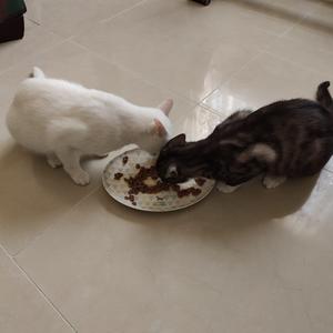 Two cats eating from a plate on the floor